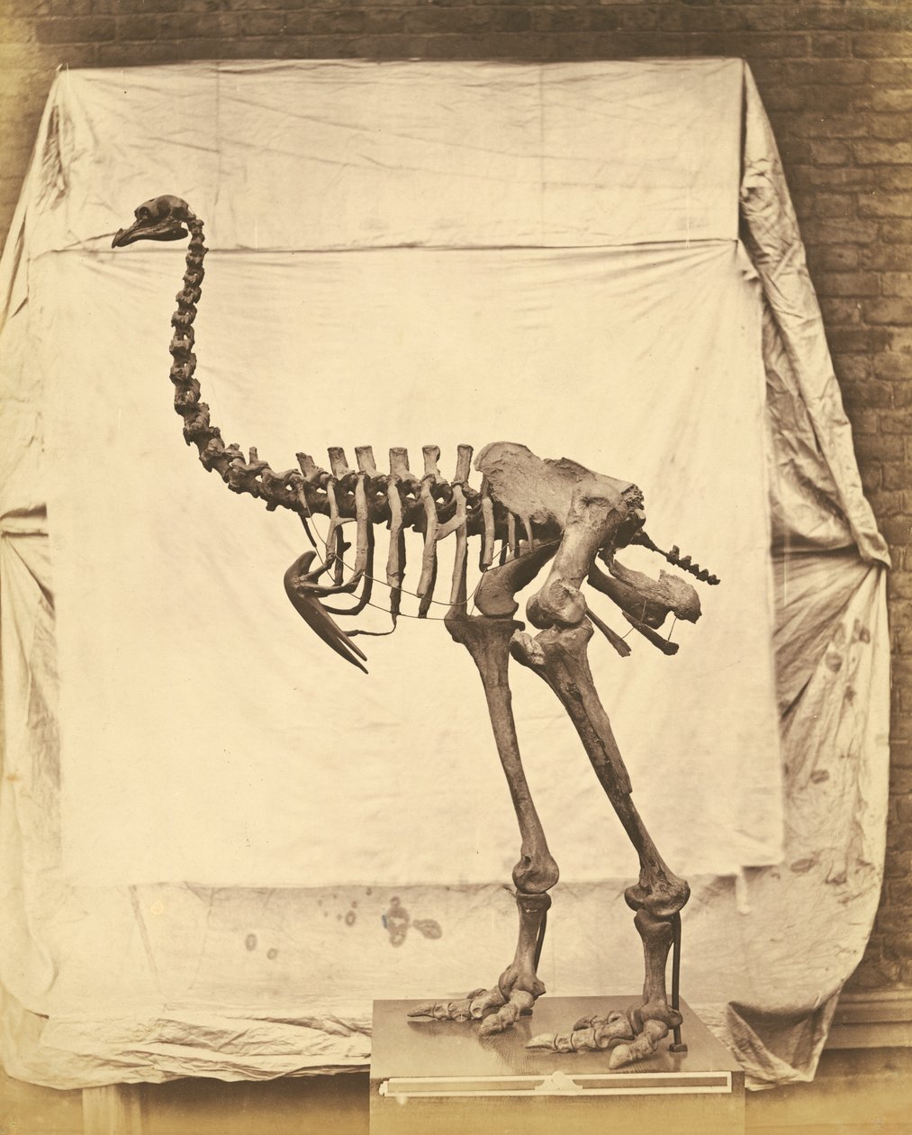 Dinornis Fil Dinozor by Roger Fenton