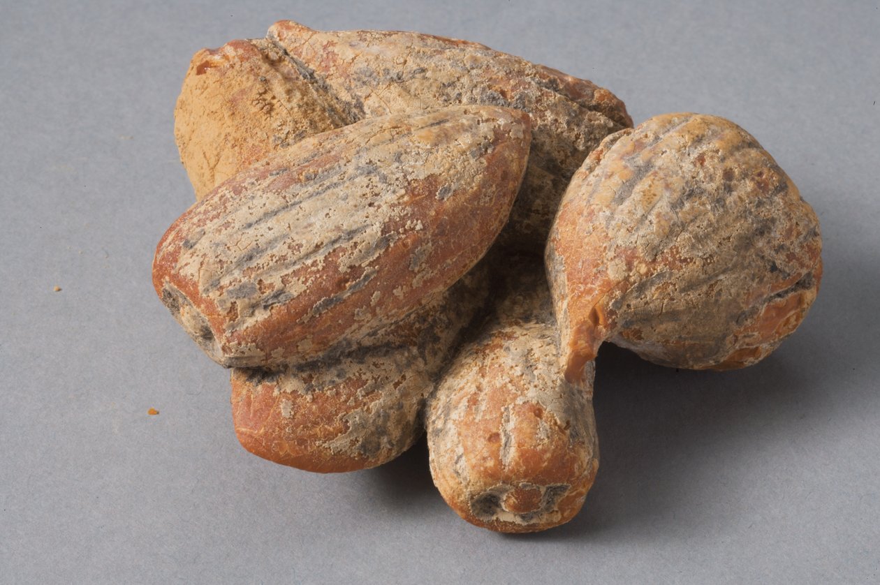 İncir ve badem (Helenistik kehribar) by Roman Period Egyptian
