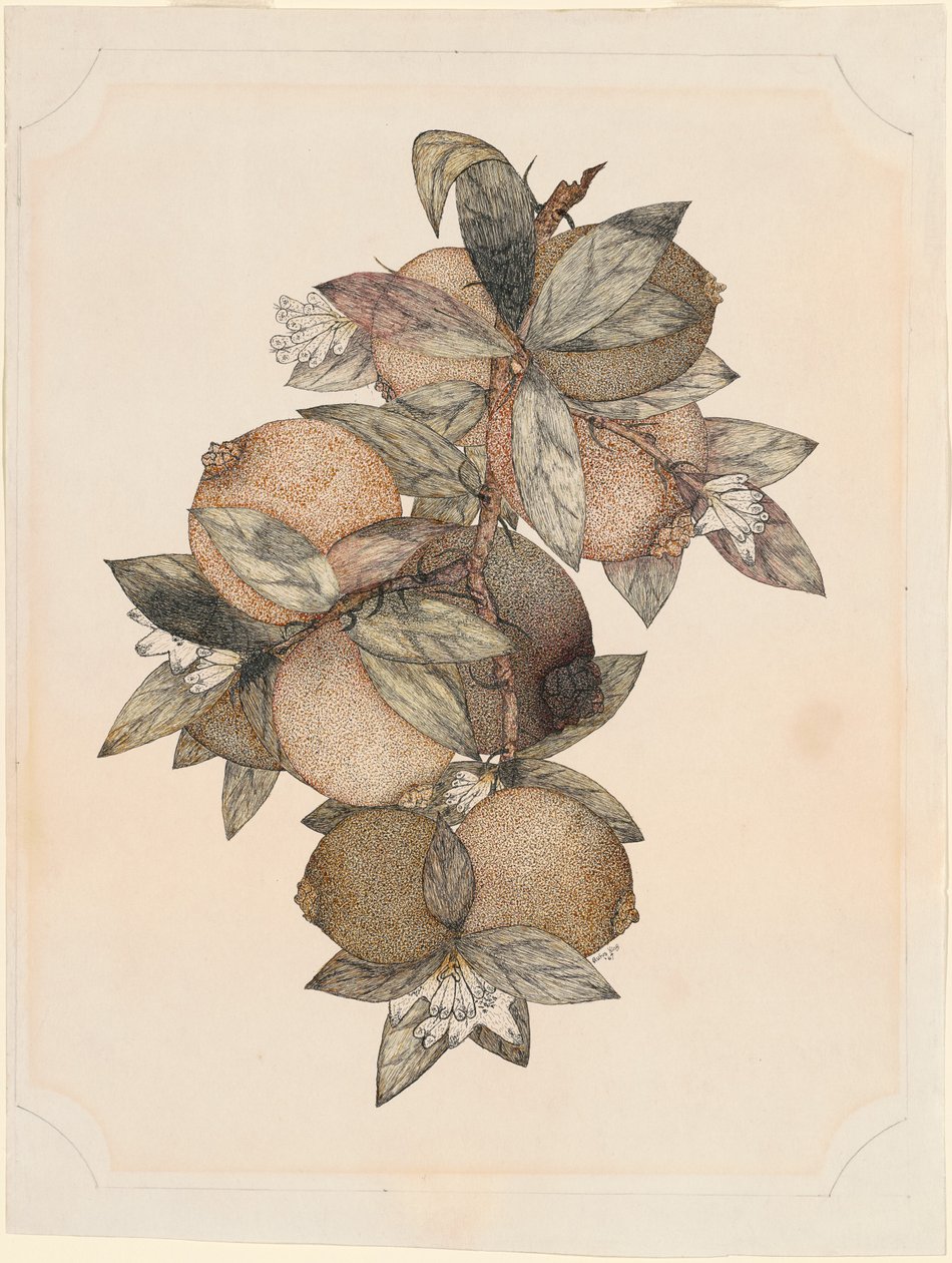 Nar Meyve by Rufus King