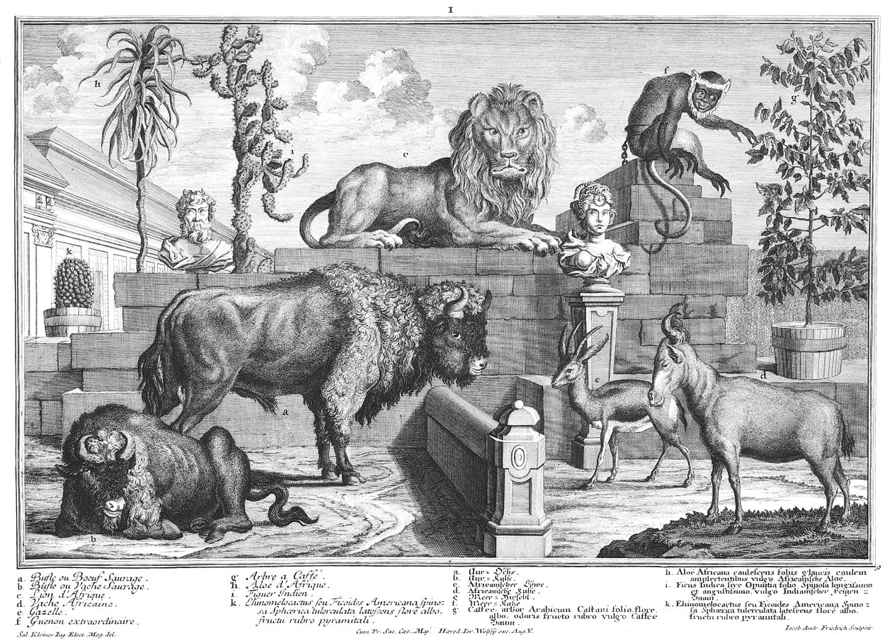 Aslan ve bizon çifti by Salomon Kleiner