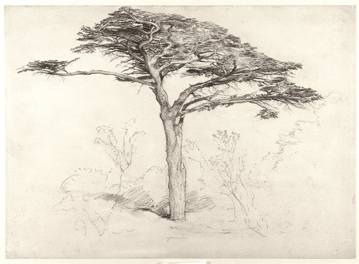 Botanik Bahçesindeki Eski Sedir Ağacı, Chelsea, 1854 by Samuel Palmer