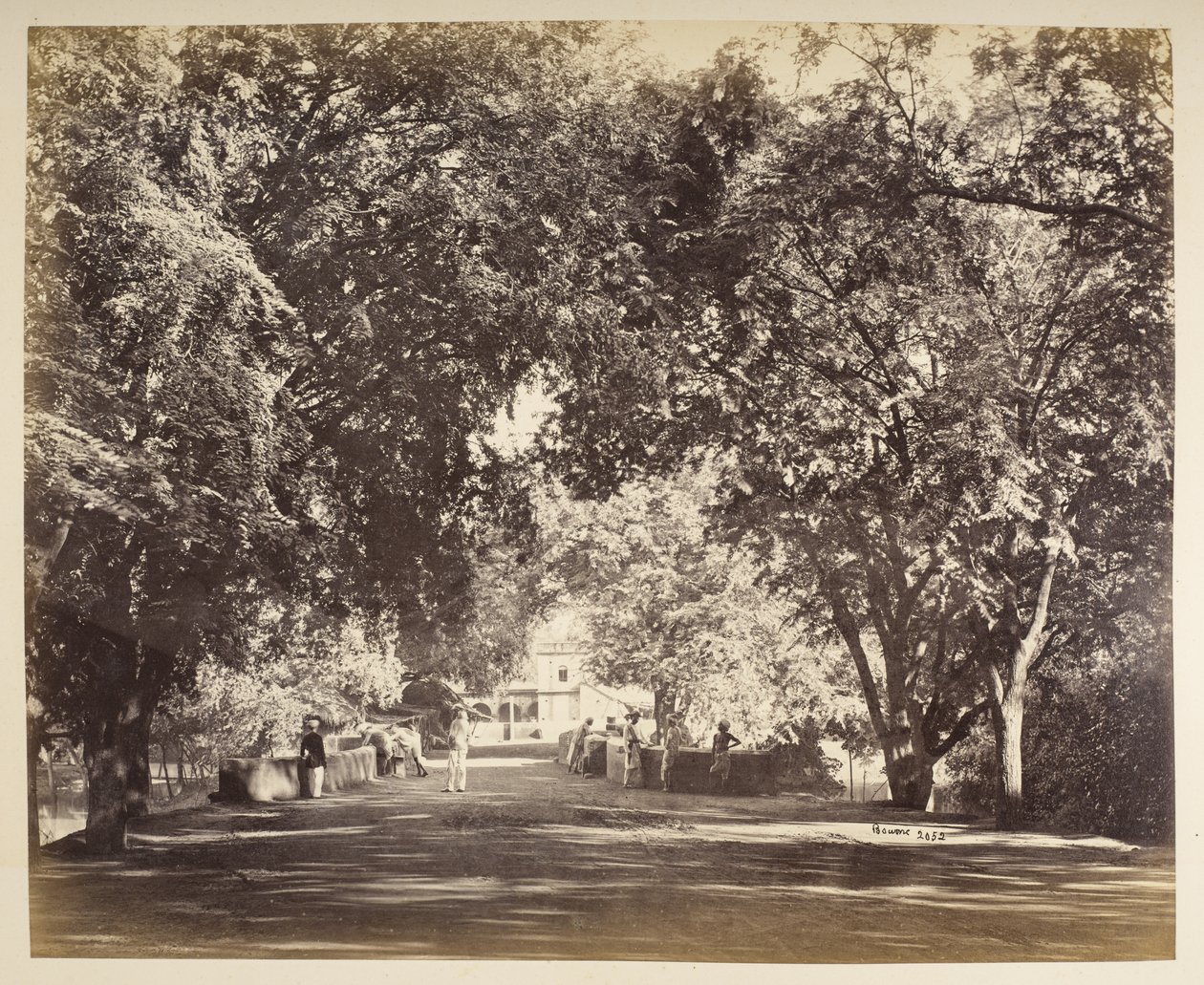 Tanjore yakınlarındaki bir ağaç kemeri by Samuel Bourne