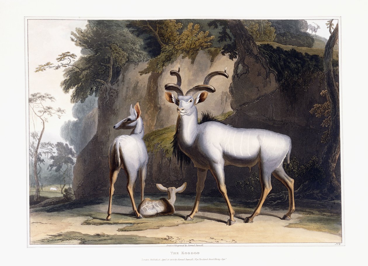 Koodoo, 1804 by Samuel Daniell