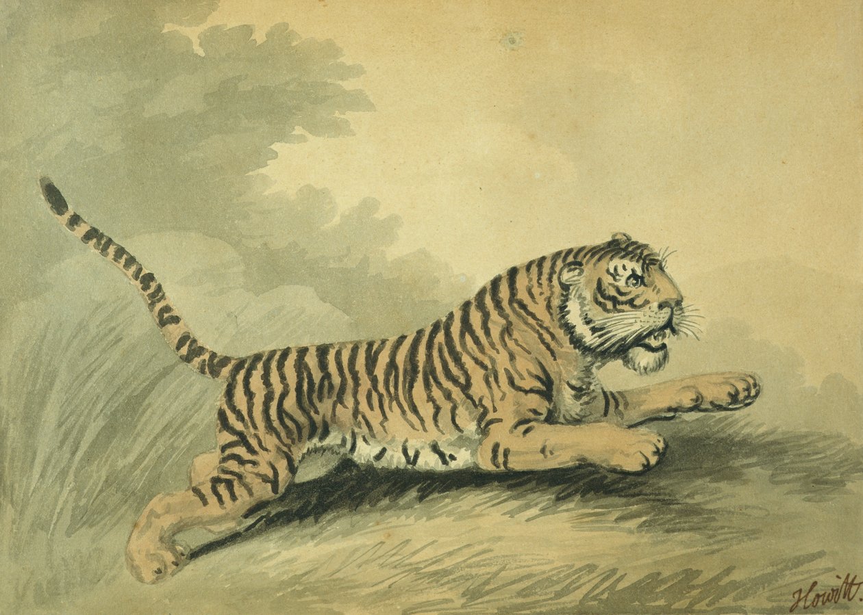 Sağa sıçrayan bir Kaplan, 1807 by Samuel Howitt