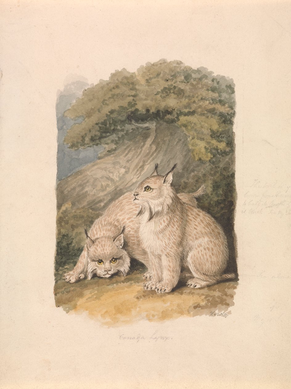 Hayattan Kanada Lynx by Samuel Howitt