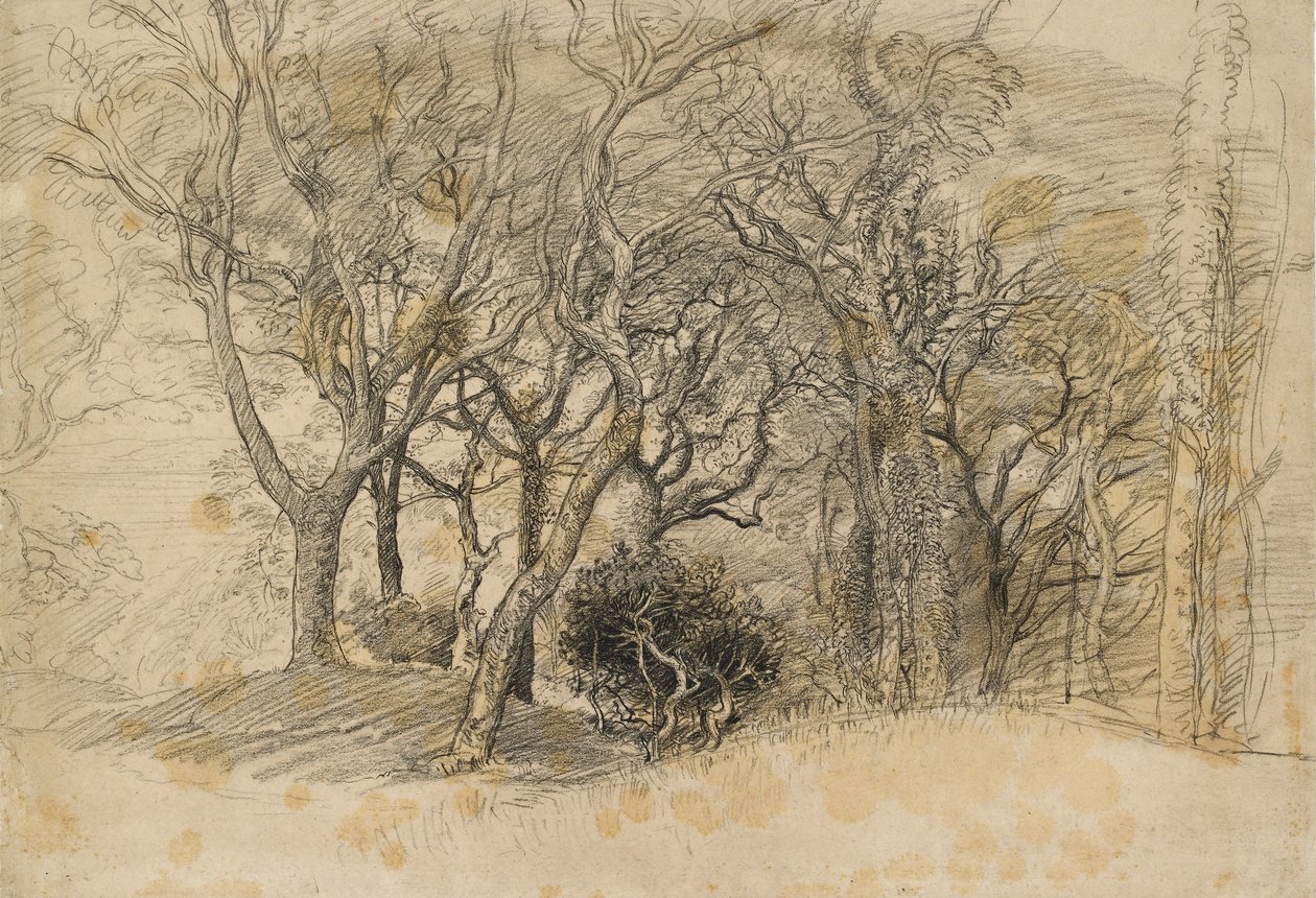Ağaçların İncelenmesi, Clovelly Park, 1834 by Samuel Palmer