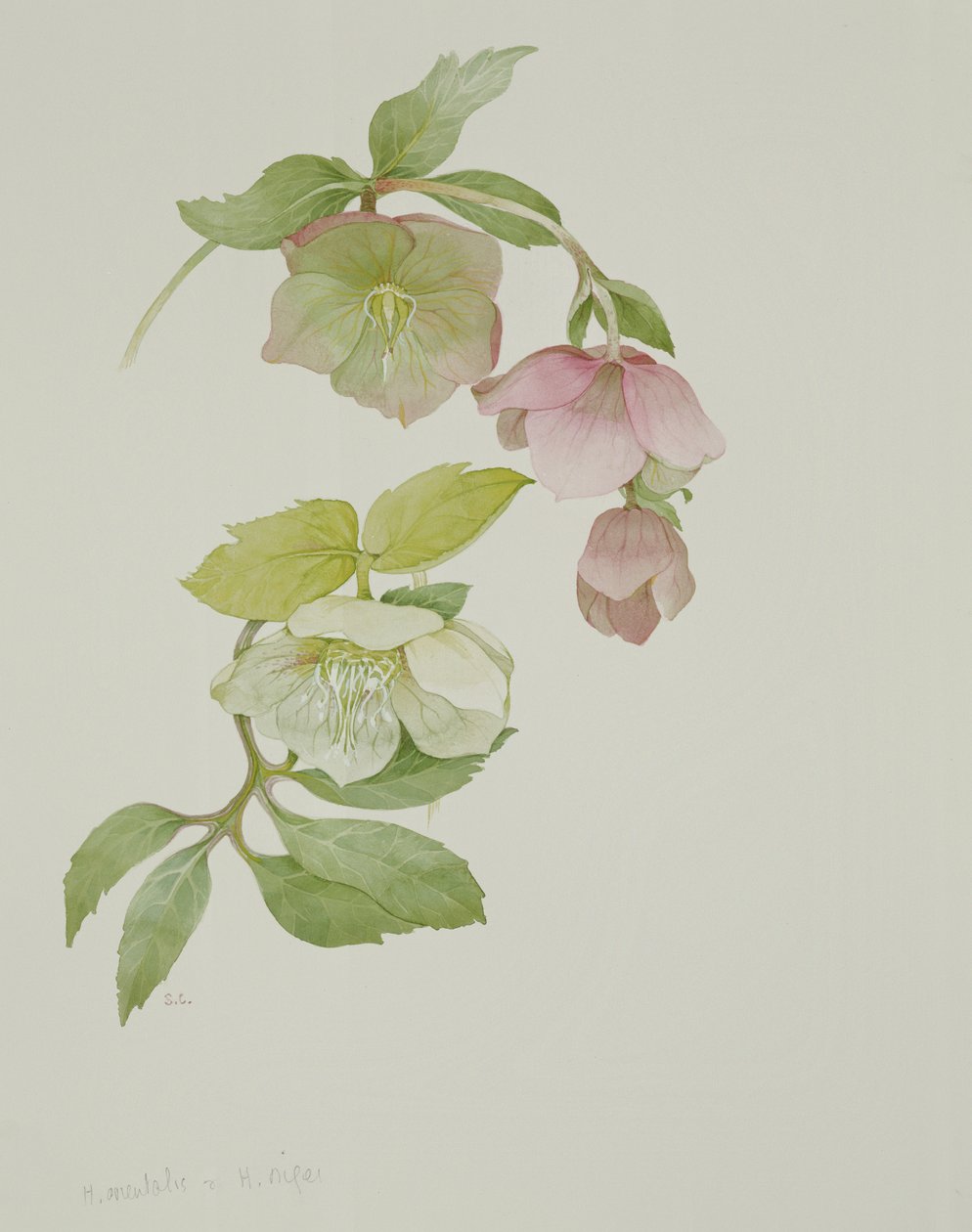 Helleborus orientalio ve Helleborus niger by Sarah Creswell