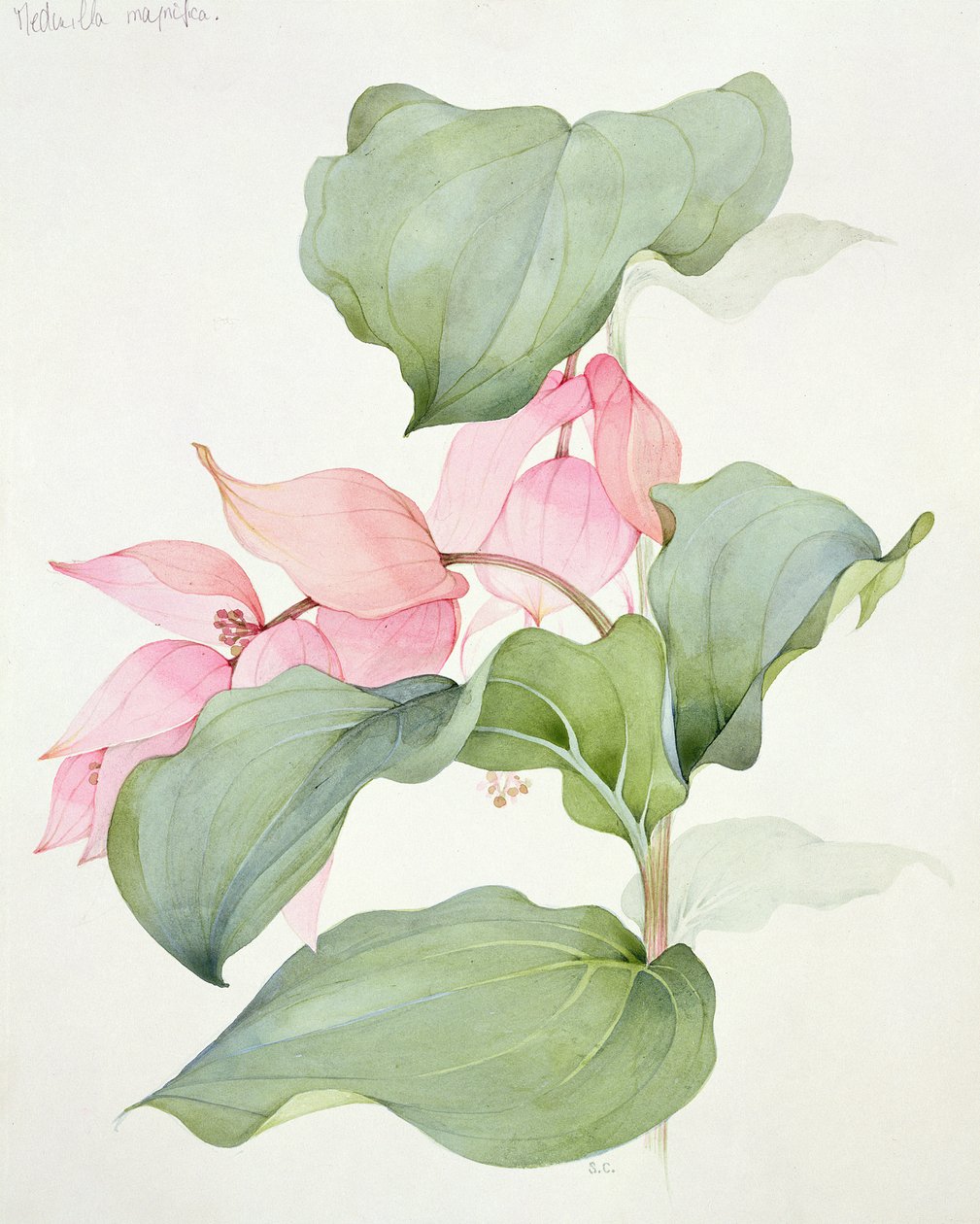 Muhteşem Medinilla by Sarah Creswell