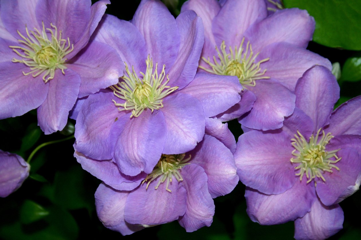 Clematis Çetesi by Sarah OToole
