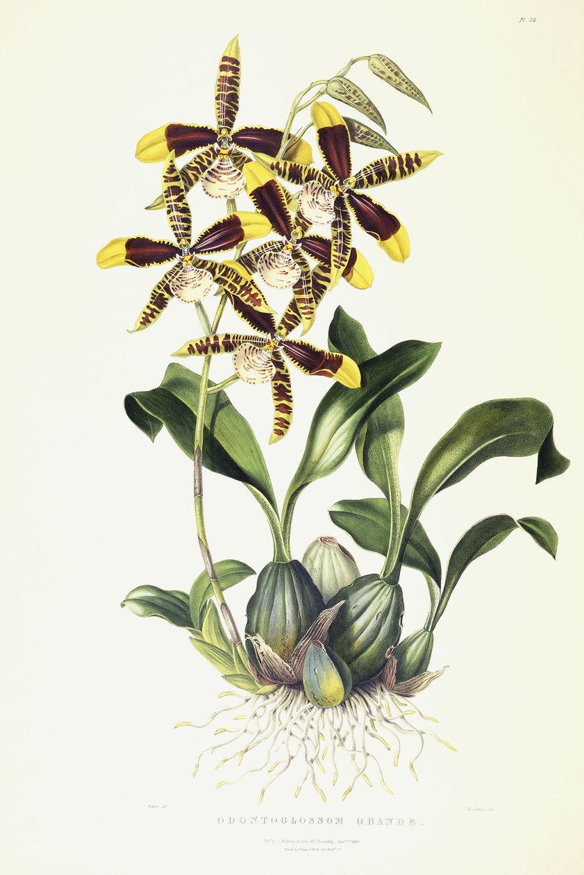 Odontoglossum Grande, c.1837-1843 by Miss Drake
