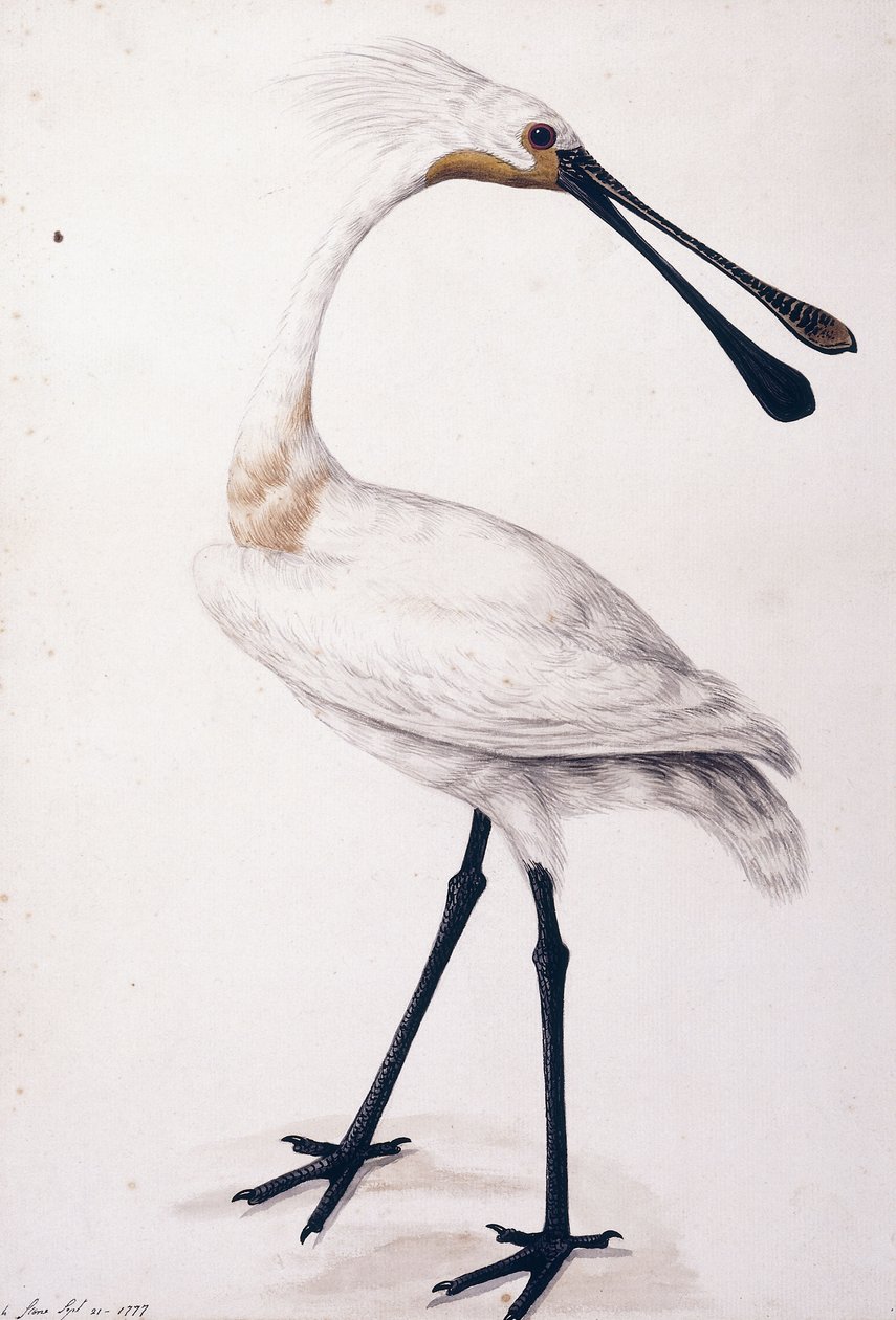Kaşıkçı, 1777 by Sarah Stone