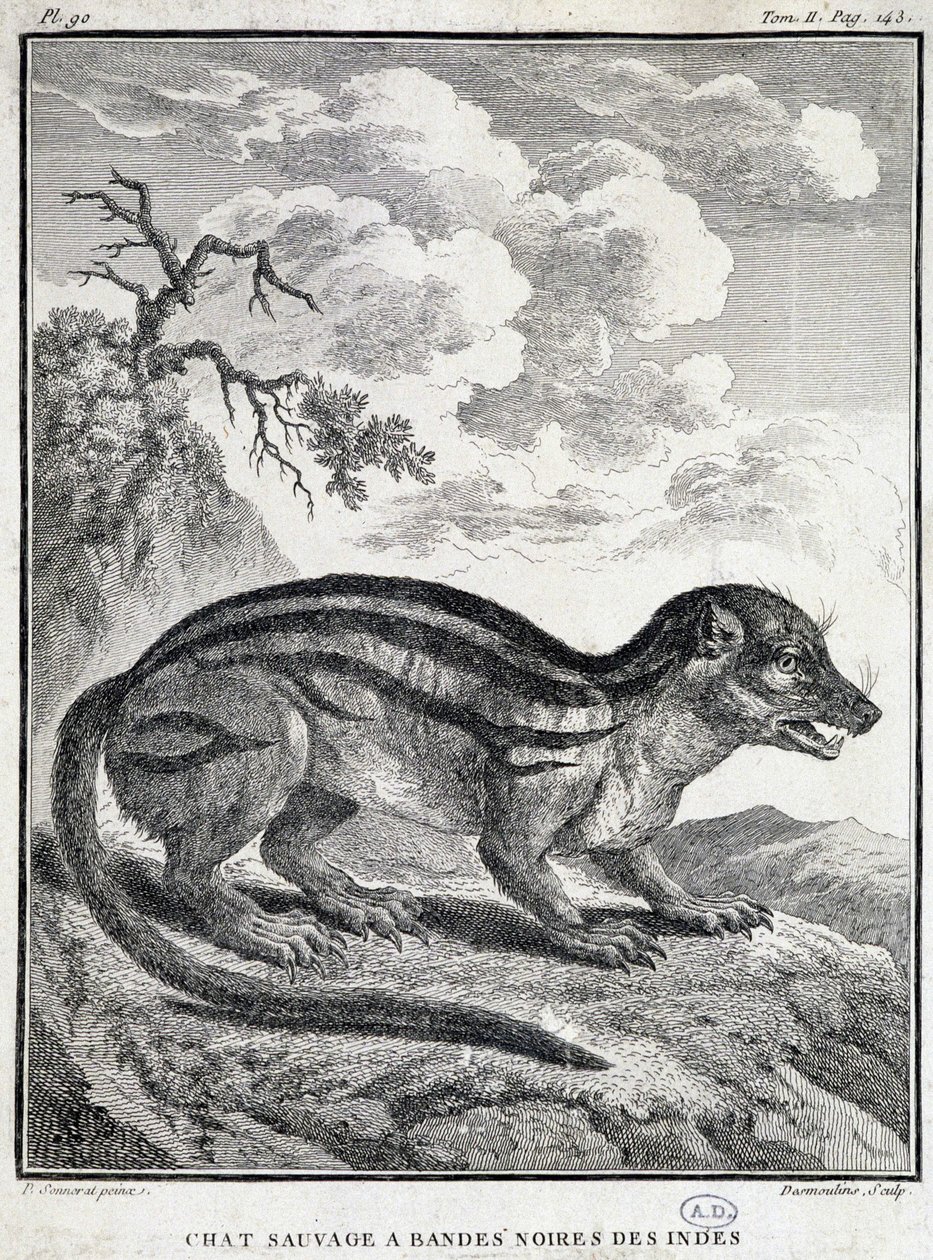 Hint Siyah Çizgili Vahşi Kedi by School French