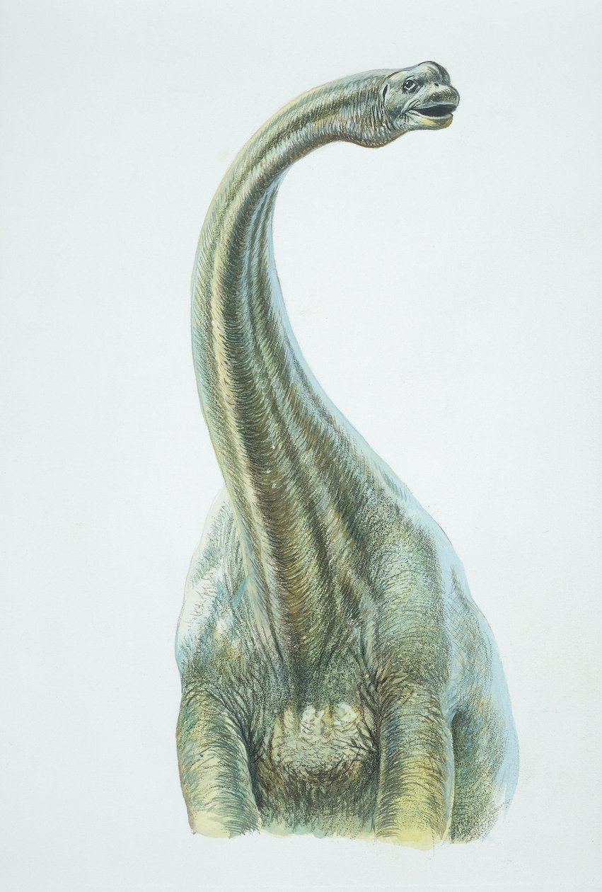 Brontosaurus, Jura dönemi (renkli taş) by School Italian