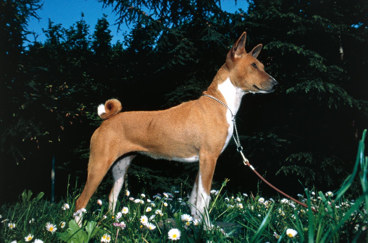 Basenji Köpeği (fotoğraf) by R. and Smith Simkin