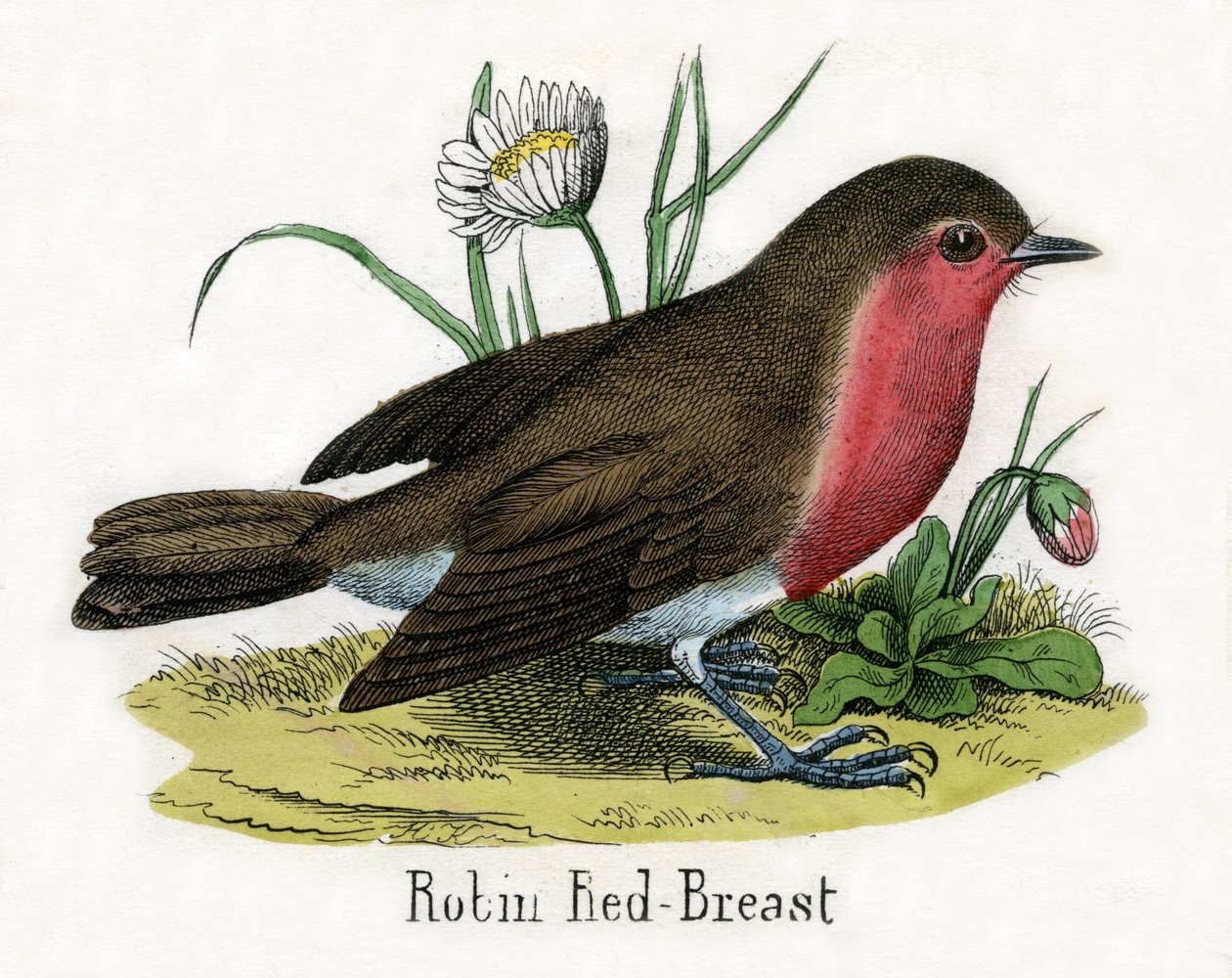 Bir Avrupalı Robin