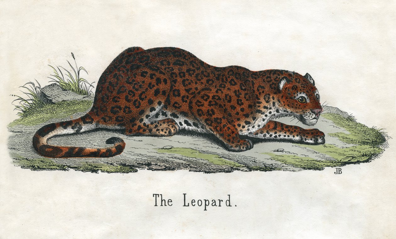 Bir Afrika Leoparının Antik Baskısı by Scottish School