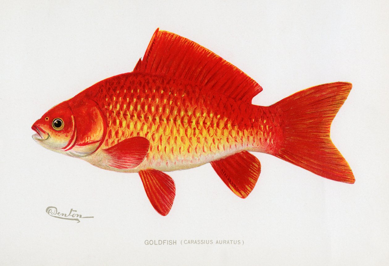 Japon Balığı (Carassius Auratus) by Sherman Foote Denton