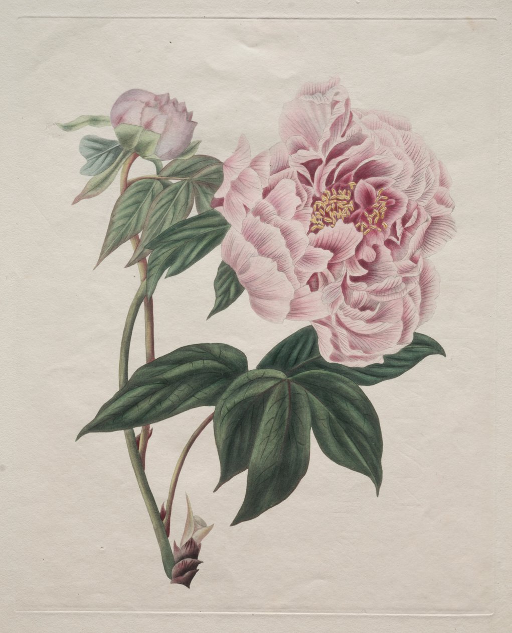 Çin Ağacı Şakayık (Paeonia suffruticosa) by Smith
