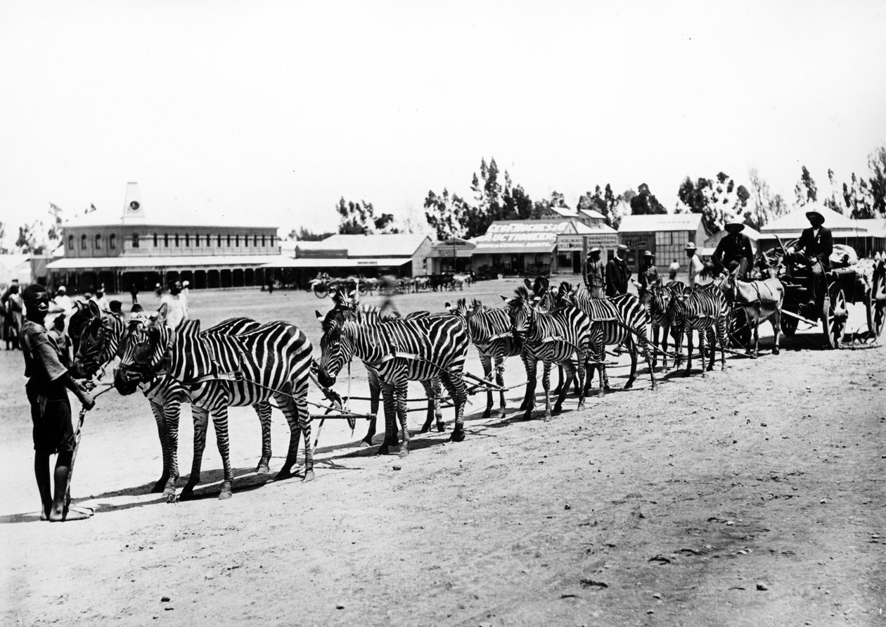 Zebra-Çizilmiş Araba, c.1890 by South African Photographer