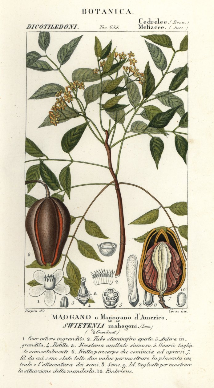Amerikan maun, Swietenia mahagoni by Stanghi Stanghi