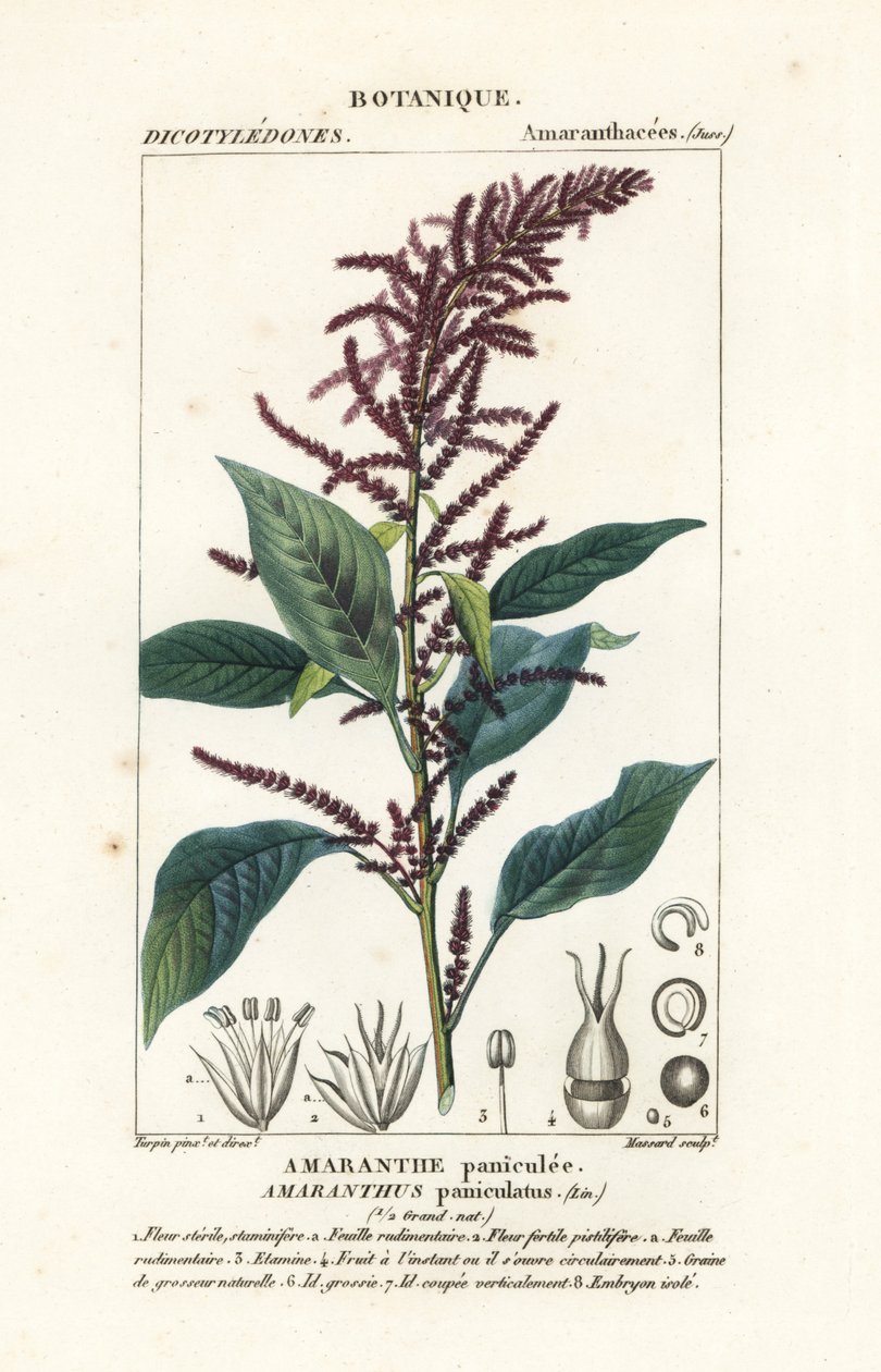 Kan amaranth, Amaranthus by Stanghi Stanghi