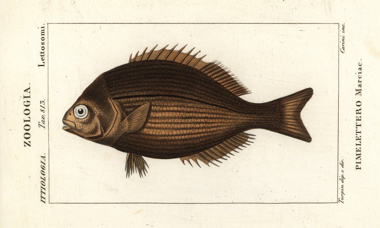 Pirinç tatlısı, Kyphosus vaigiensis by Stanghi Stanghi