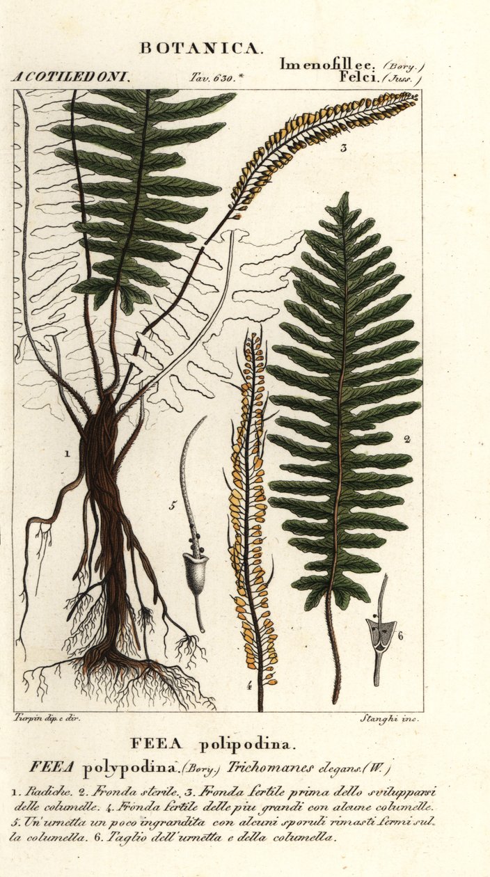 Kıl eğreltiotu, Trichomanes elegans by Stanghi Stanghi
