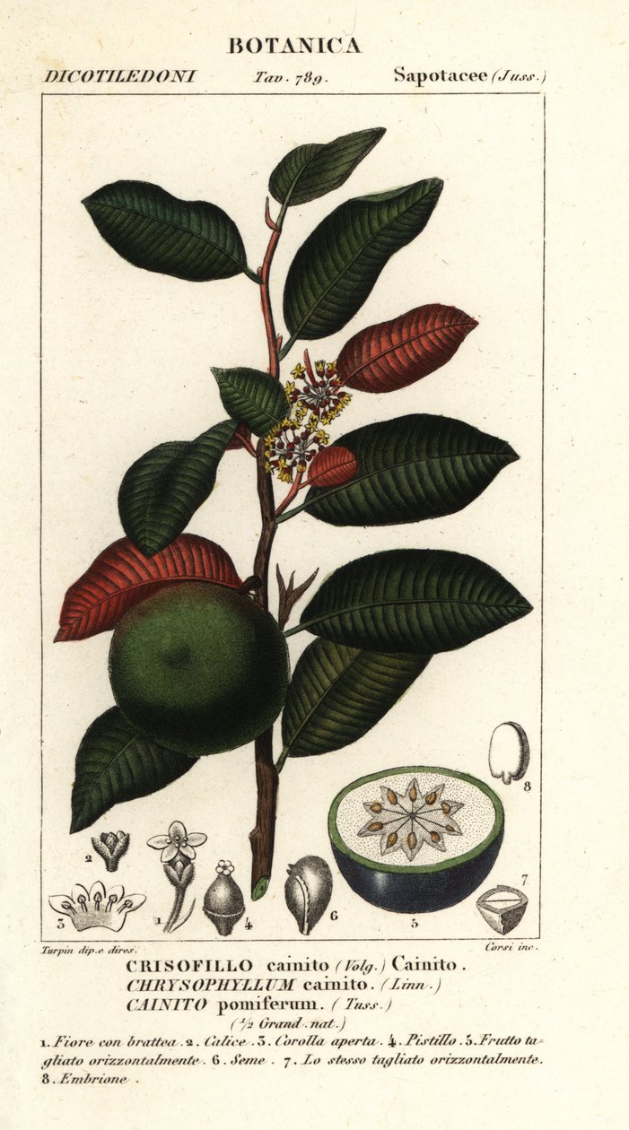 Cainito, Chrysophyllum cainito by Stanghi Stanghi