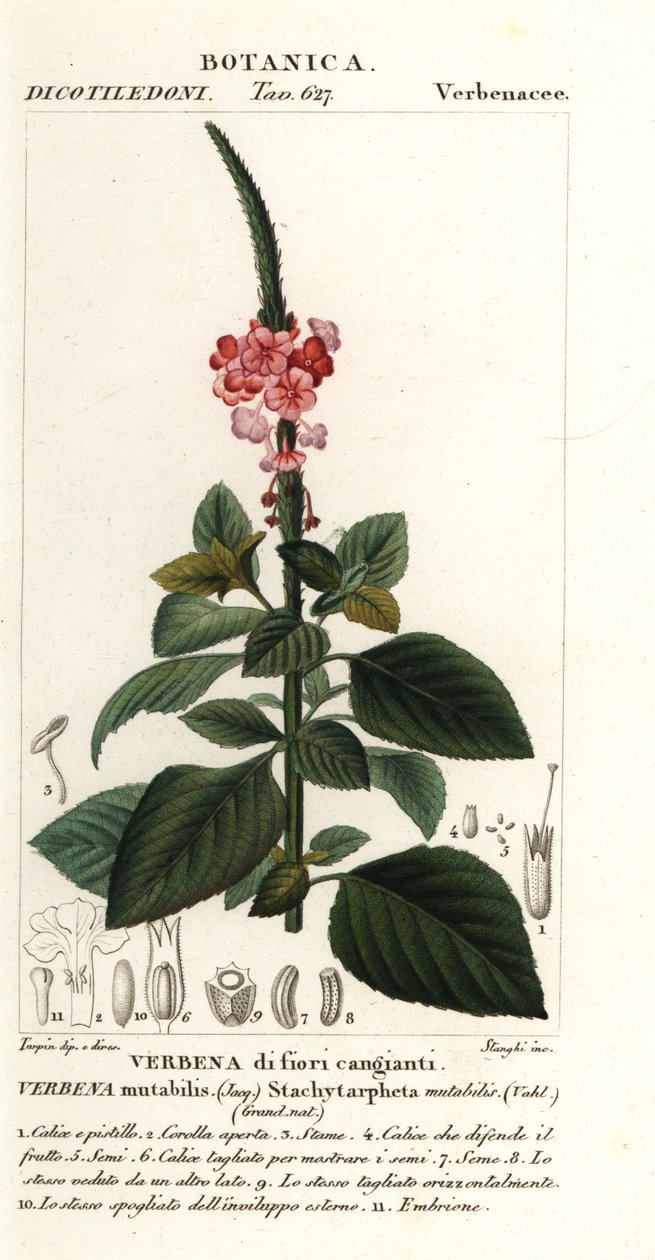 Değiştirilebilir kadife, Stachytarpheta mutabilis by Stanghi Stanghi