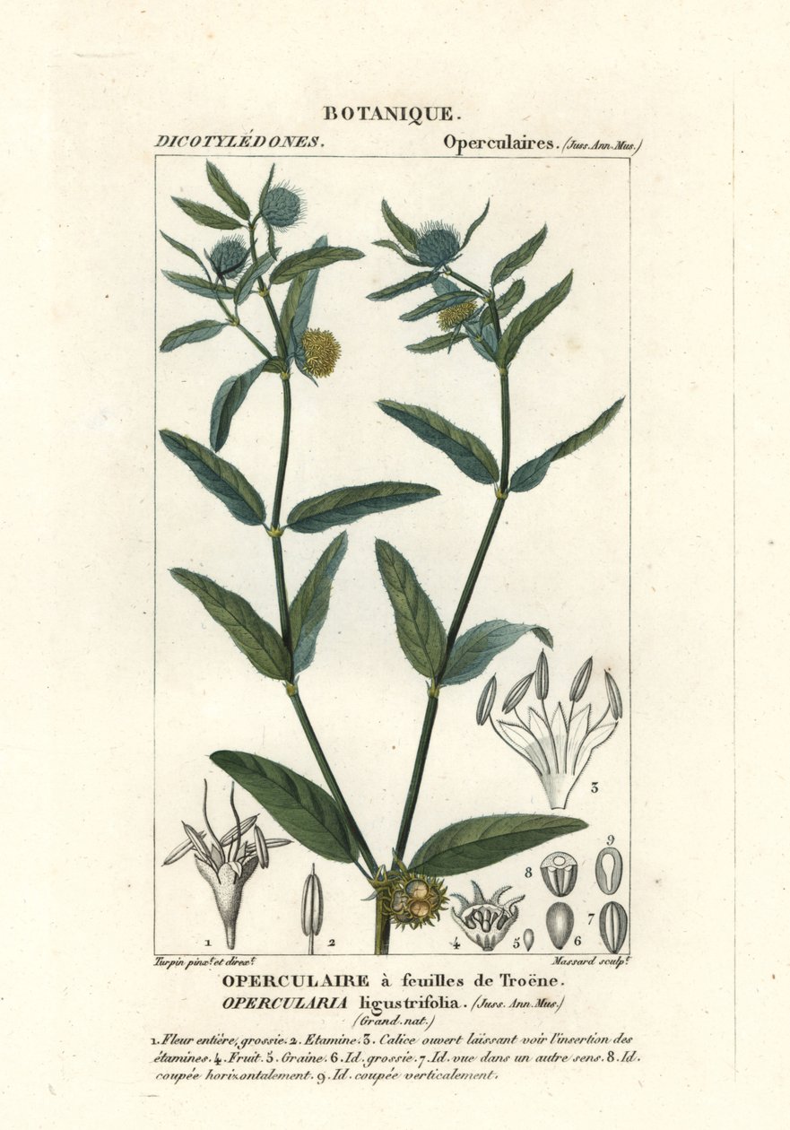 Kaba stinkweed, kaba battaniyeler by Stanghi Stanghi