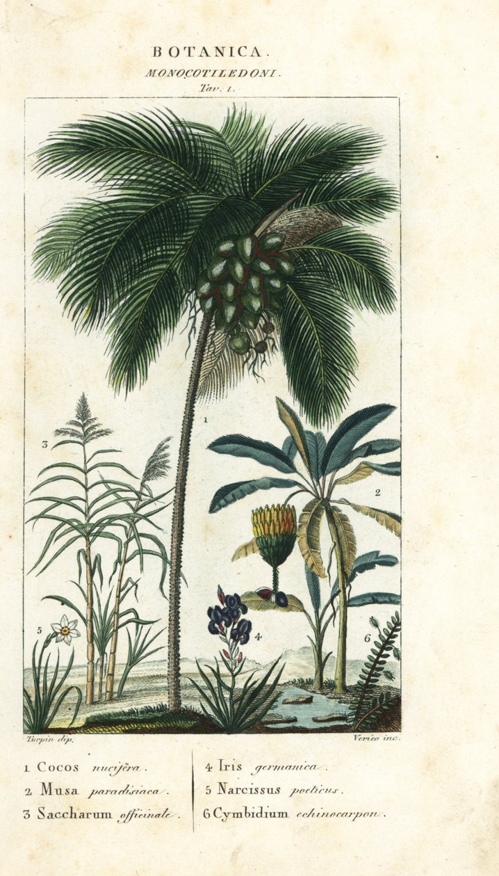 Hindistan cevizi, muz, şeker kamışı vb. by Stanghi Stanghi