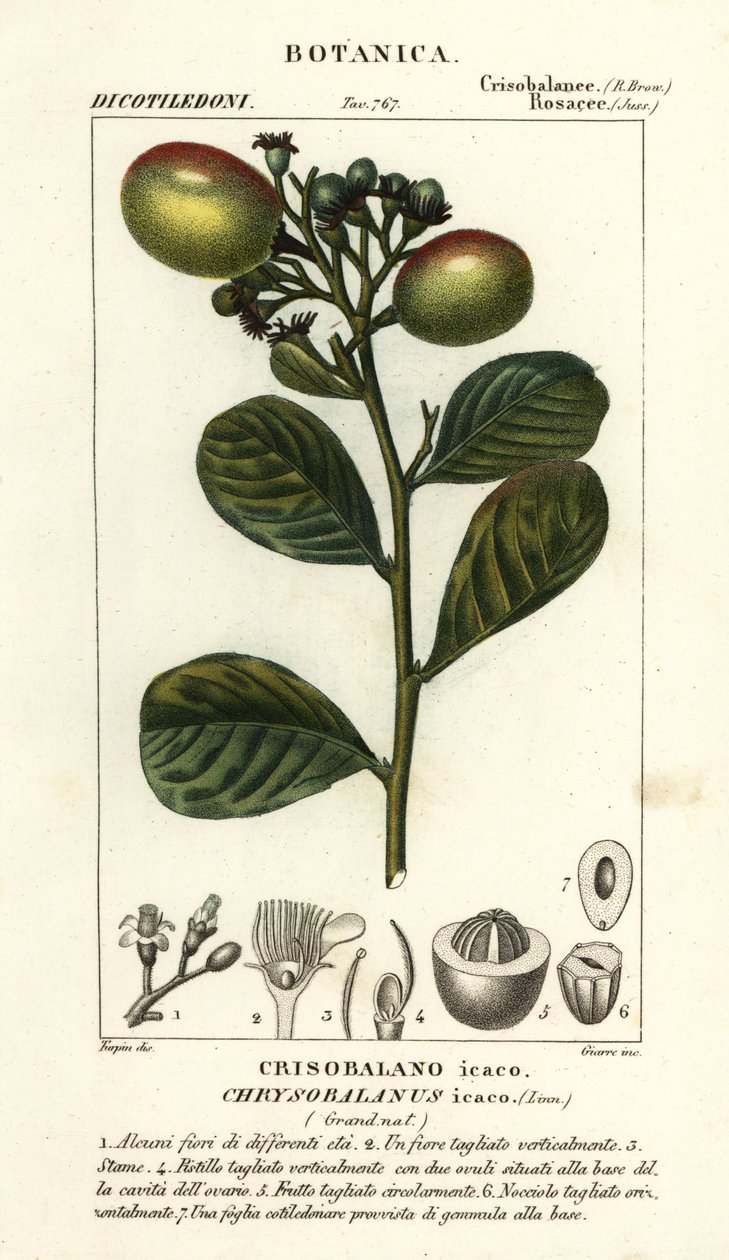 Hindistan cevizi, Chrysobalanus icaco by Stanghi Stanghi