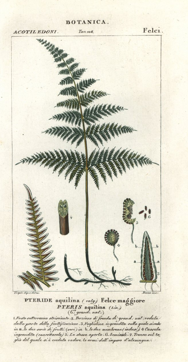 Ortak sıkma veya fren, Pteridium aquilinum by Stanghi Stanghi