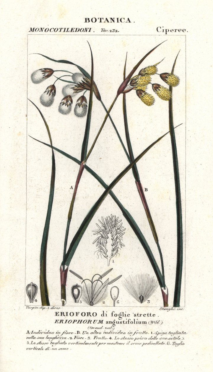 Pamuk otu veya saz, Eriophorum angustifolium by Stanghi Stanghi