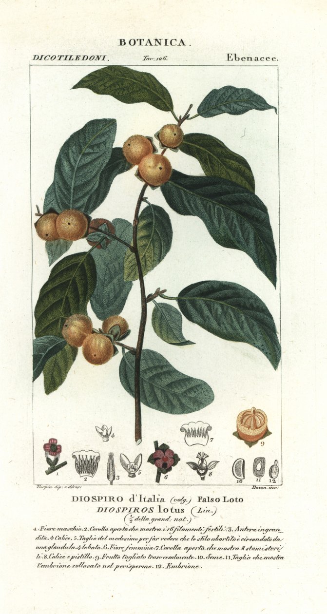 Hurma eriği, Diospyros lotus by Stanghi Stanghi