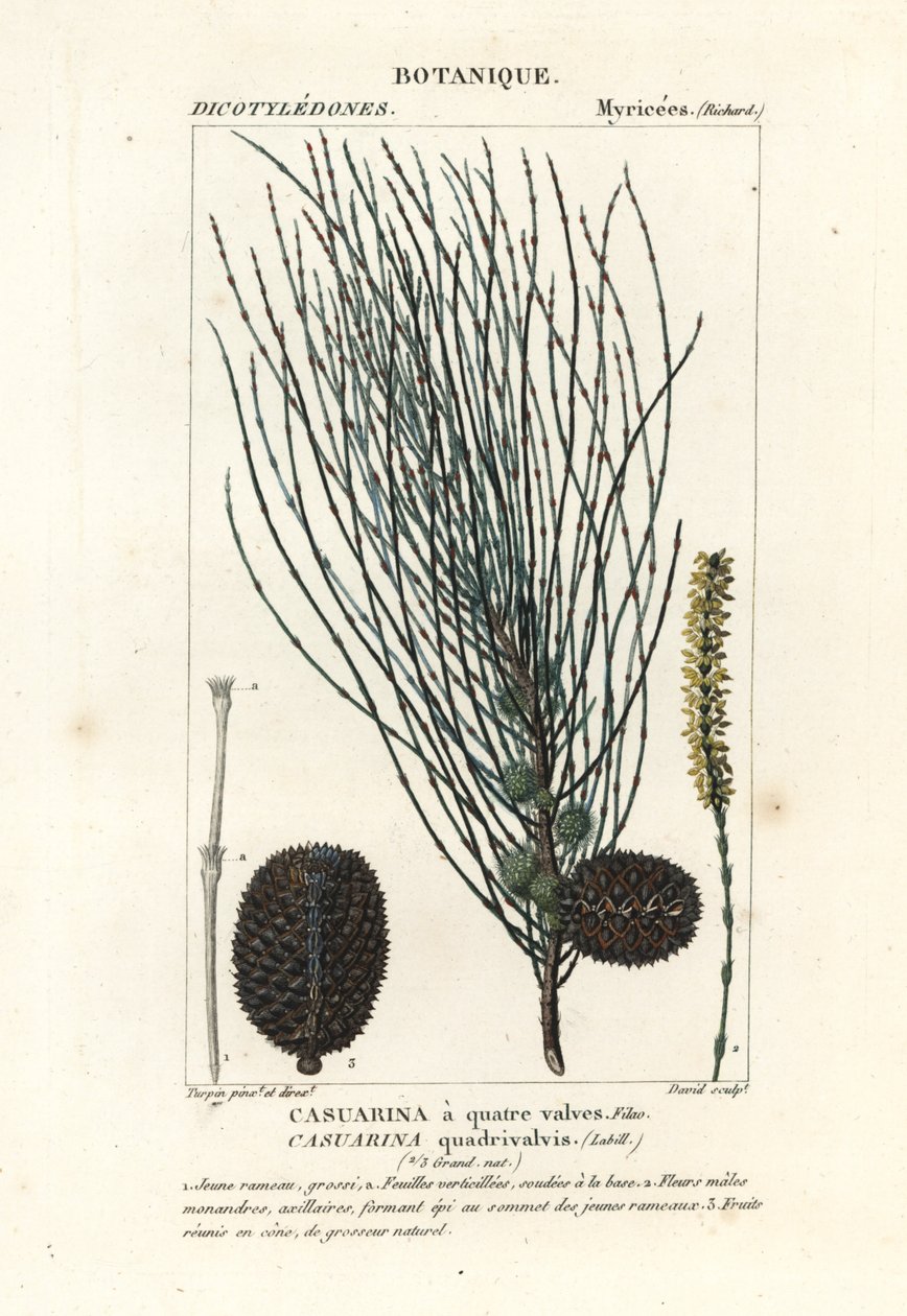 Sarkık sheoak, Allocasuarina verticillata by Stanghi Stanghi