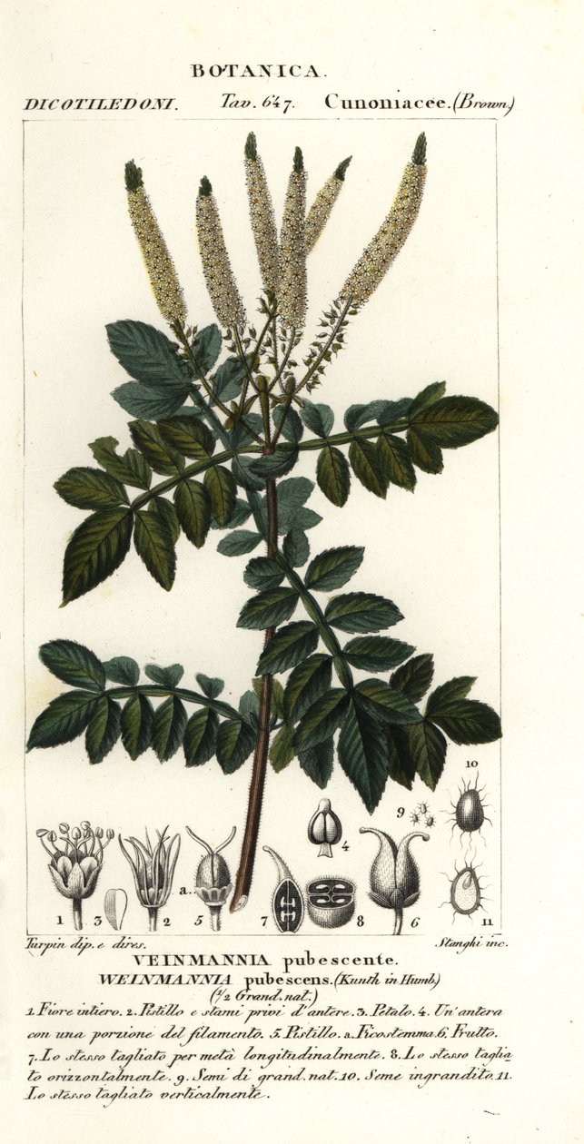 Encenillo, Weinmannia pubescens by Stanghi Stanghi