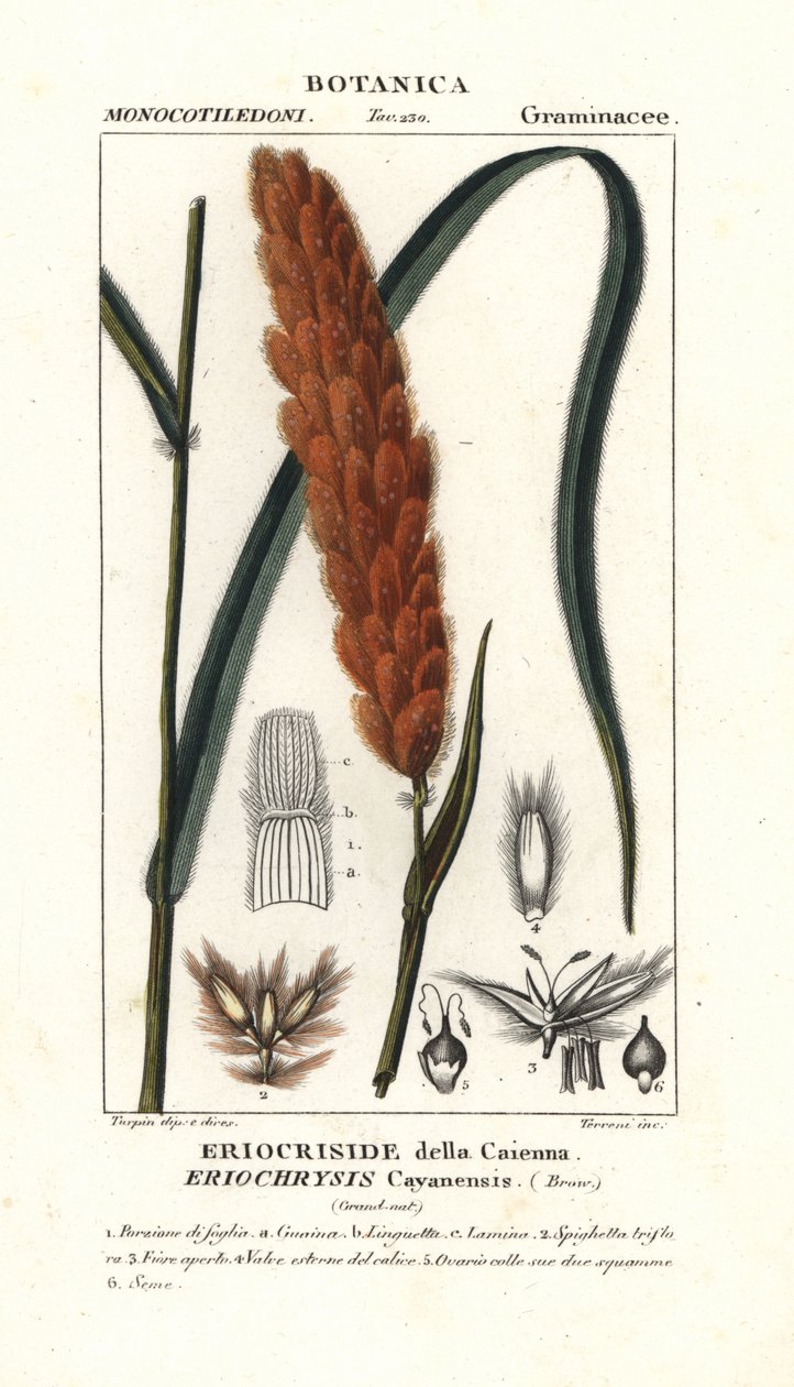 Eriochrysis cayannensis, tropikal amerikan otu by Stanghi Stanghi