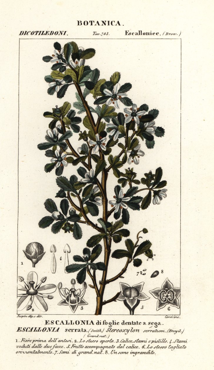 Escallonia serrata by Stanghi Stanghi