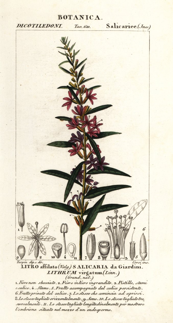 Avrupa değnek gevşekliği, Lythrum virgatum by Stanghi Stanghi