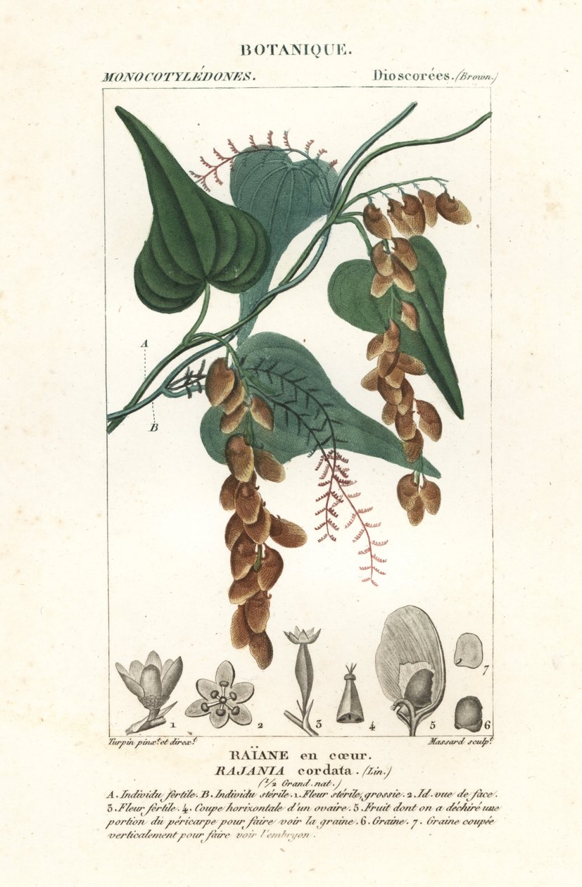 Himber ağacı, Rajania cordata by Stanghi Stanghi