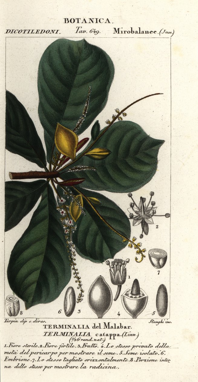 Hint bademi, Terminalia catappa by Stanghi Stanghi