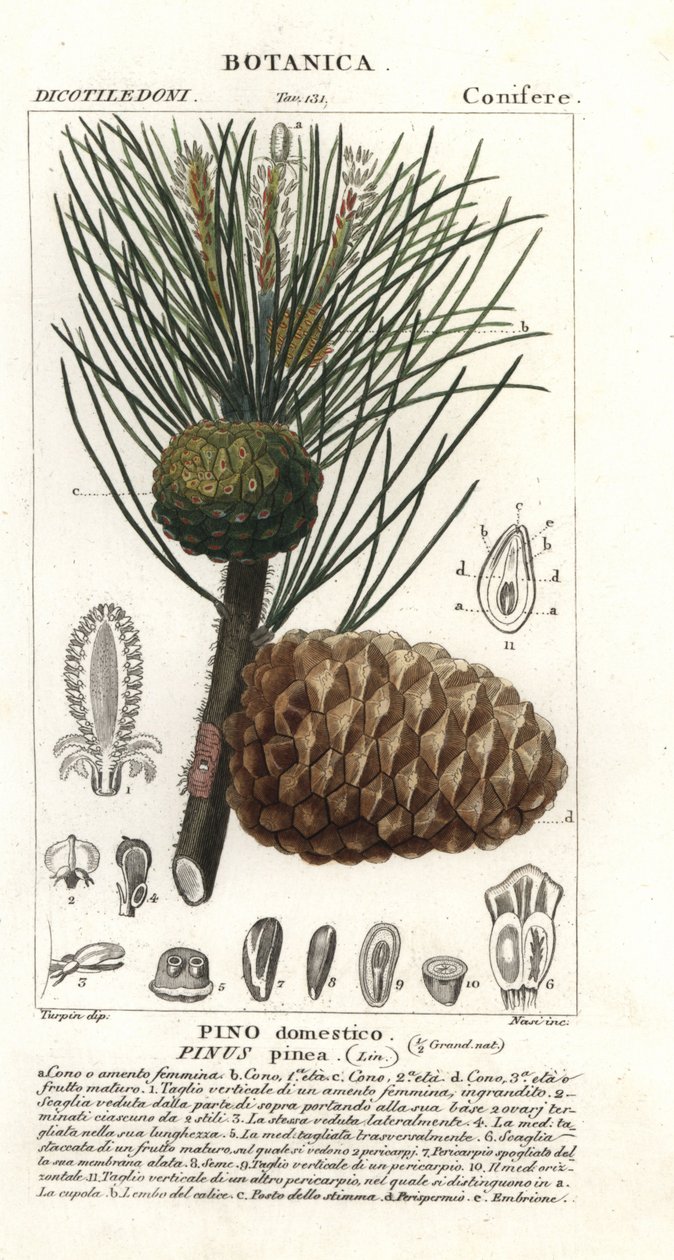 İtalyan fıstık çamı, Pinus pinea, fıstık çamı by Stanghi Stanghi