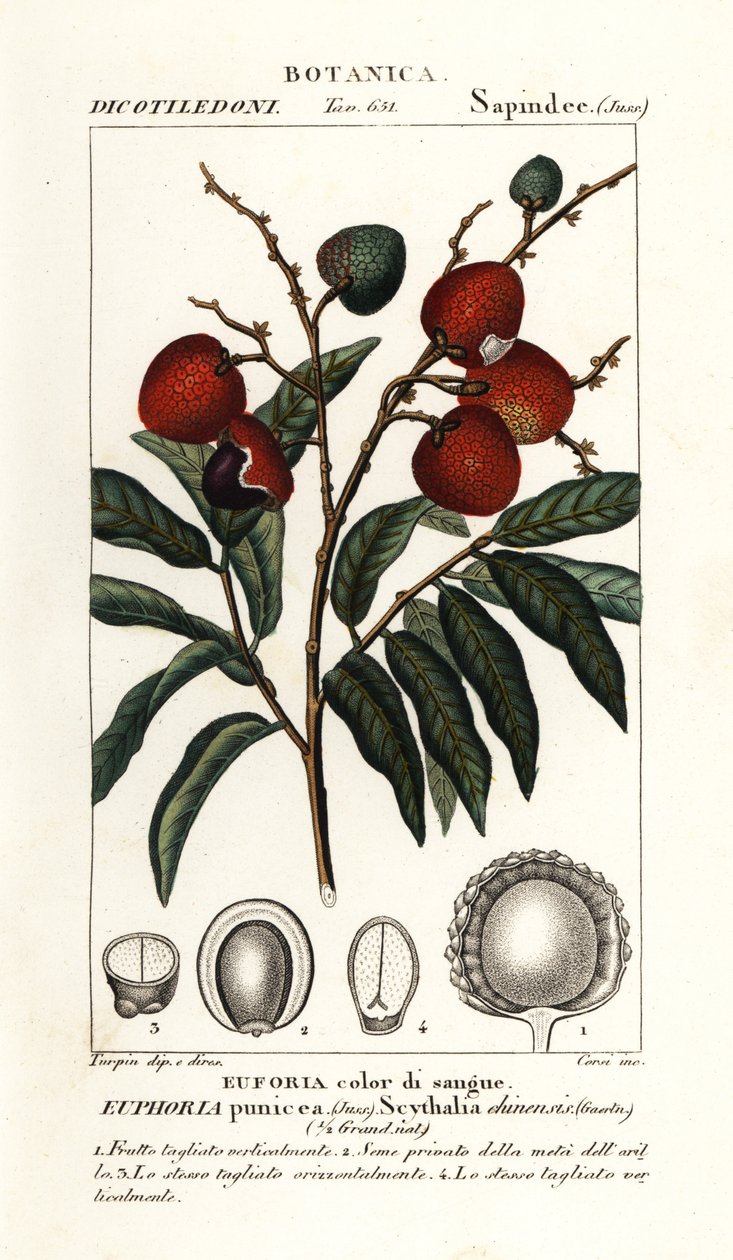 Lychee meyvesi, Litchi chinensis by Stanghi Stanghi