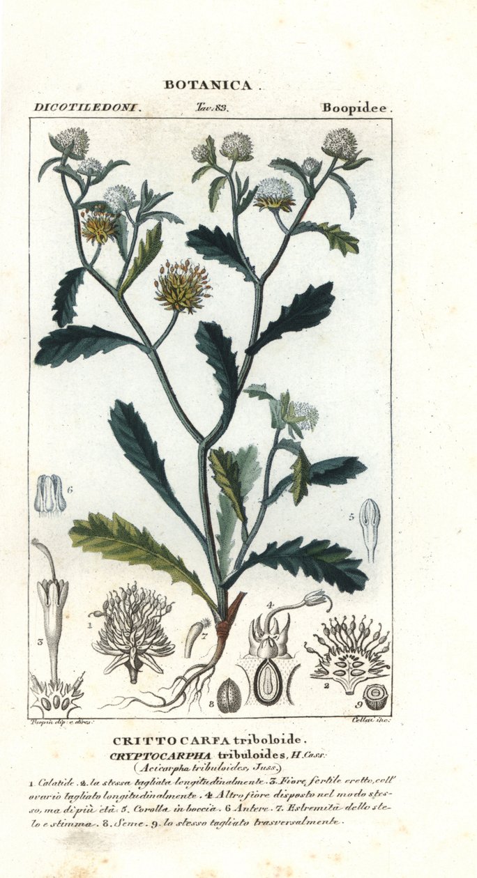 Madam gorgon, Acicarpha tribuloides by Stanghi Stanghi
