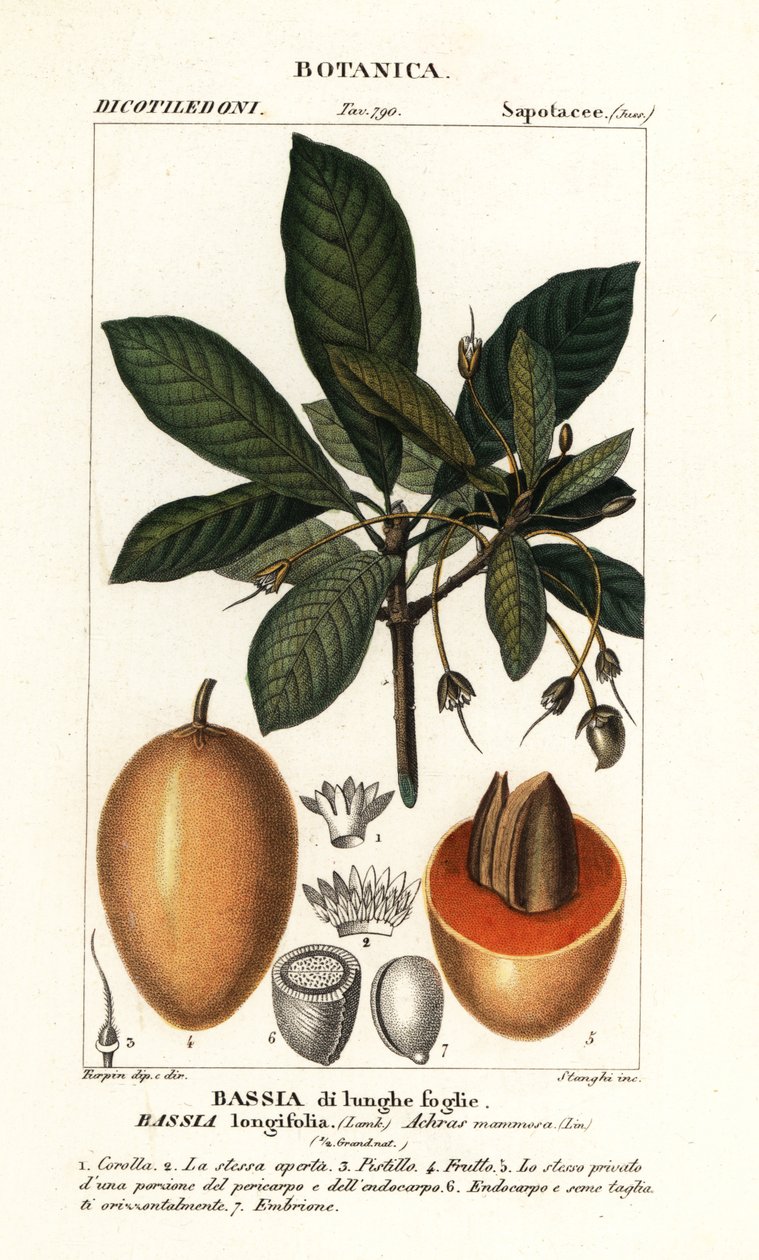 Mahuwa ağacı, Madhuca longifolia by Stanghi Stanghi