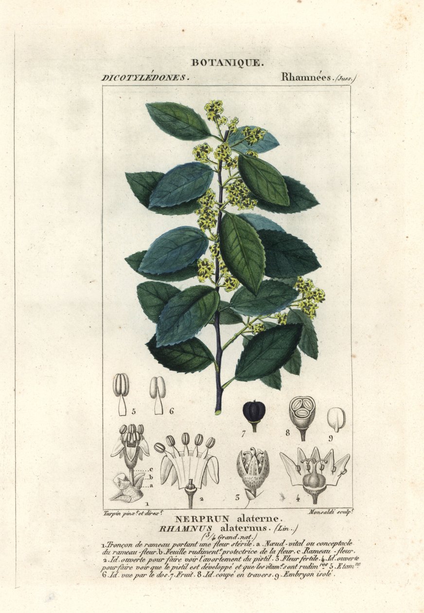 Akdeniz cehri, Rhamnus alaternus by Stanghi Stanghi