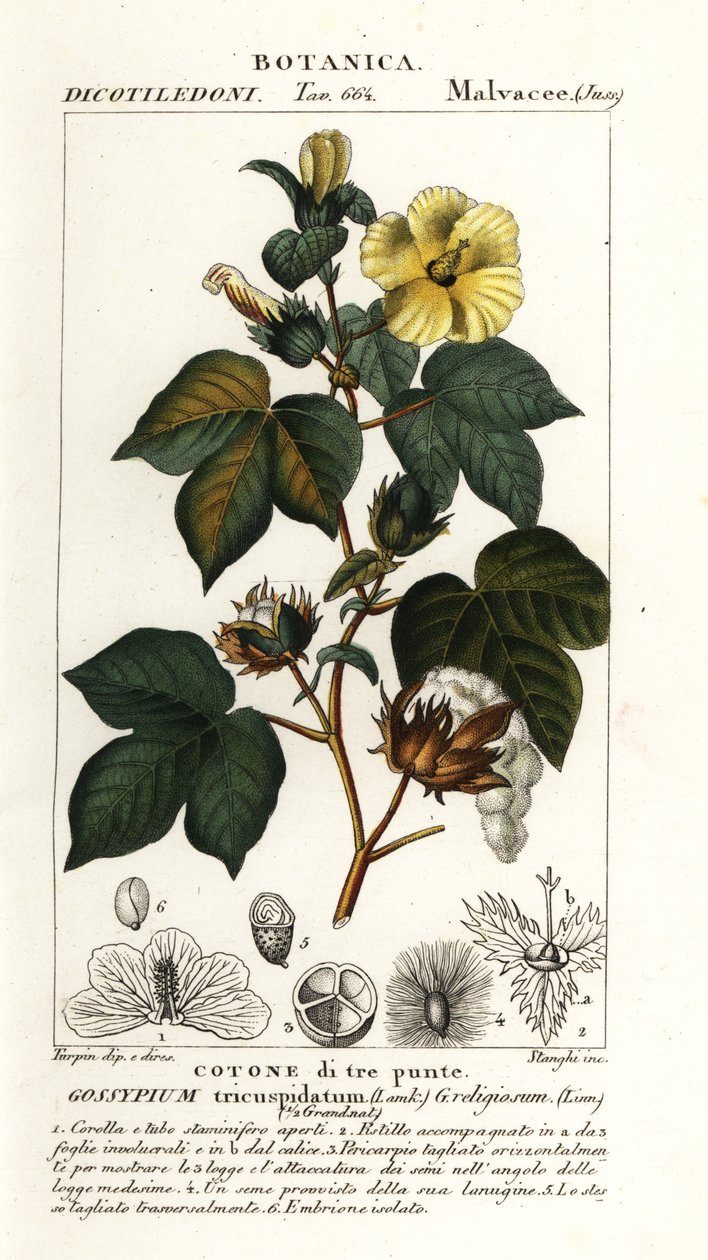 Meksika pamuğu, Gossypium hirsutum by Stanghi Stanghi