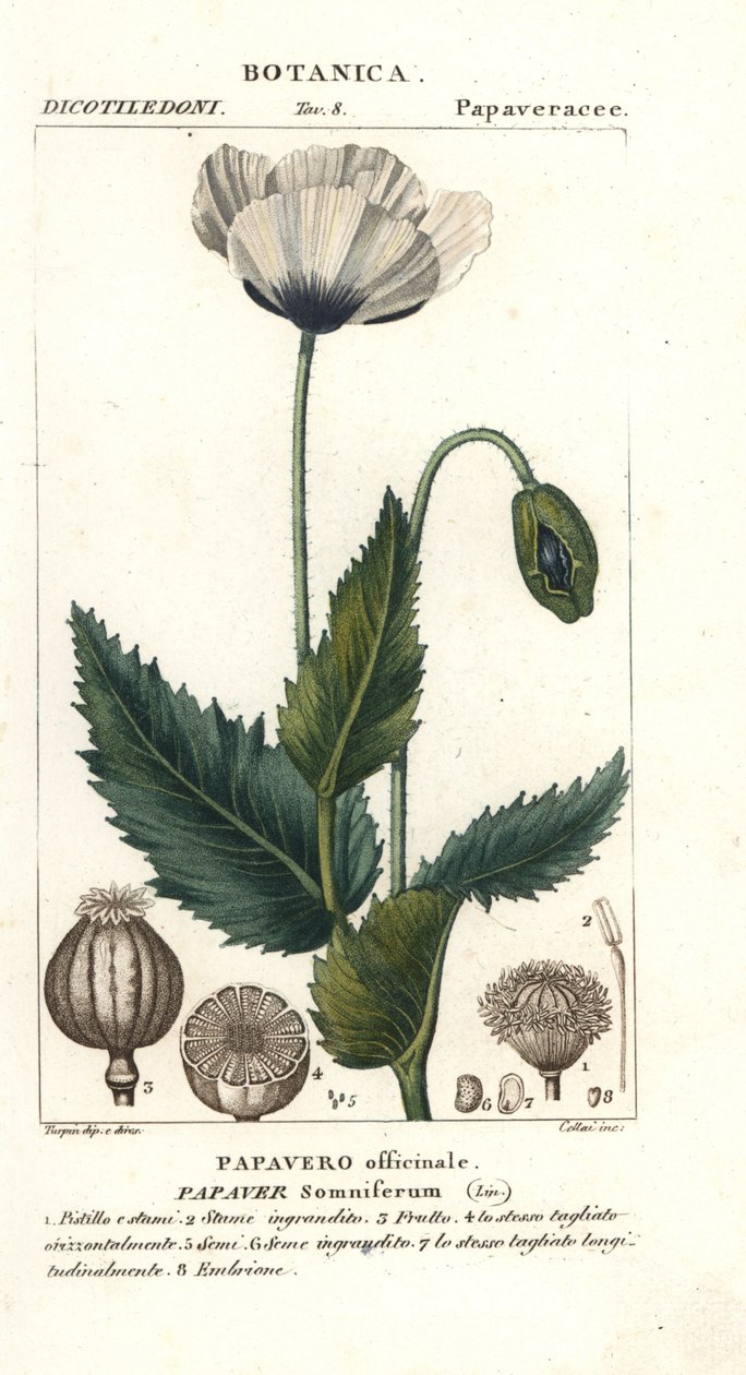 Haşhaş, Haşhaş somniferum, Papaver officinale by Stanghi Stanghi