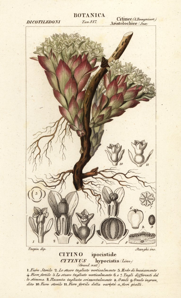 Parazit bitki, Cytinus hypocistis by Stanghi Stanghi